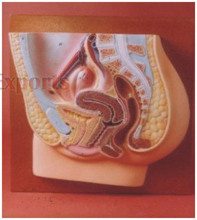 HUMAN FE-MALE REPRODUCTIVE SYSTEM